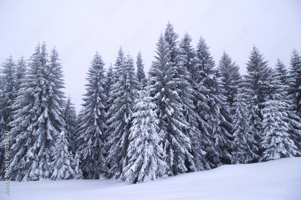 schneebedeckte bäume