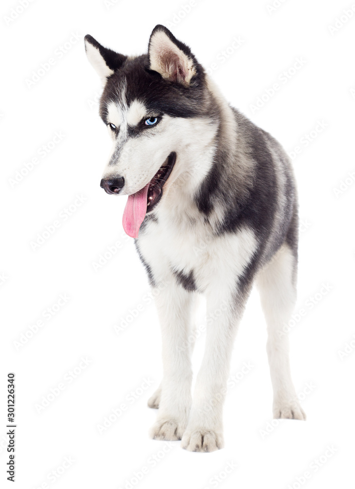 husky dog stands with a sly muzzle on a white background in full length