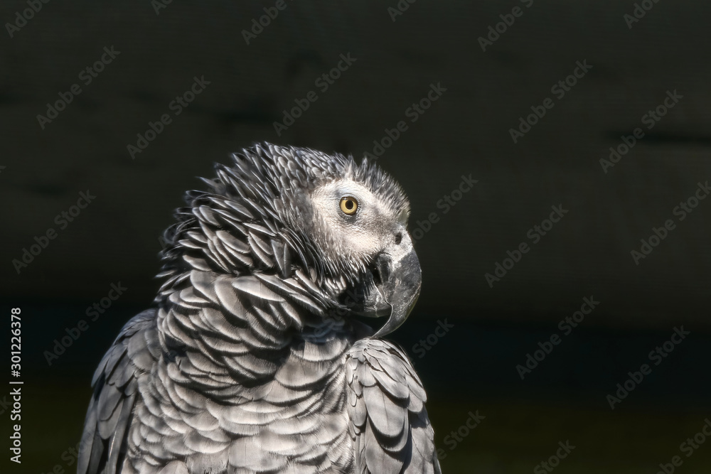 Obraz premium Porträt eines Graupapageis, Psittacus erithacus