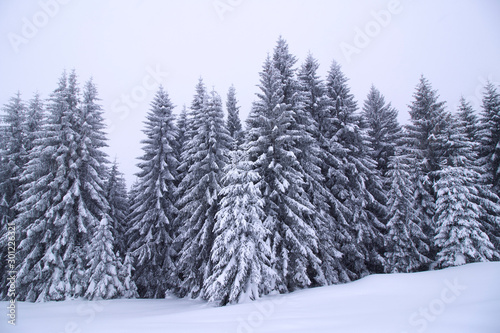 schneebedeckte bäume