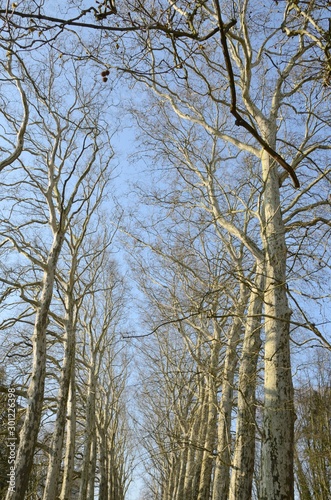 Row of no leaves trees