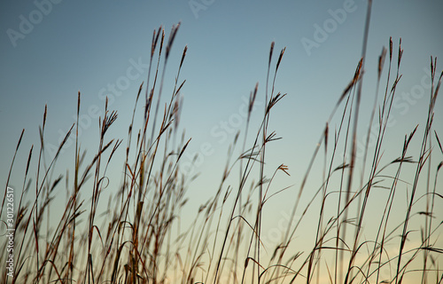 Standing Tall in the morning Light