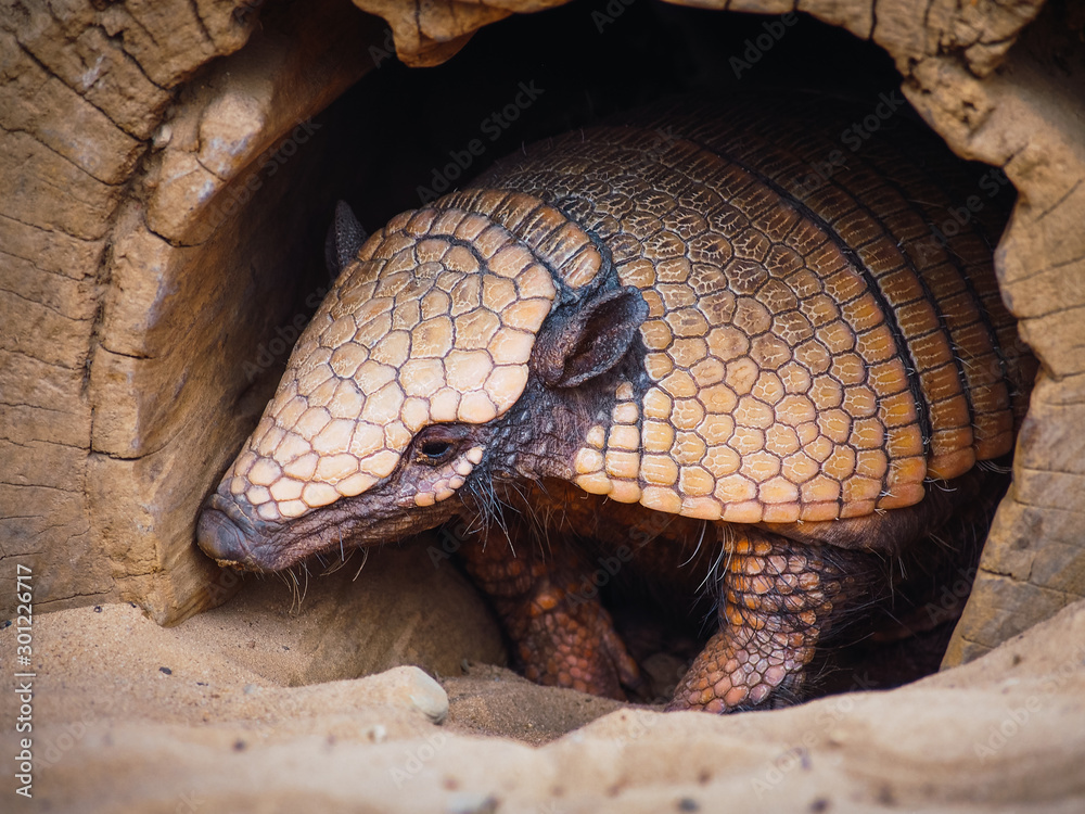 Fototapeta premium Portrait of a hairy armadillo coming out of his cave