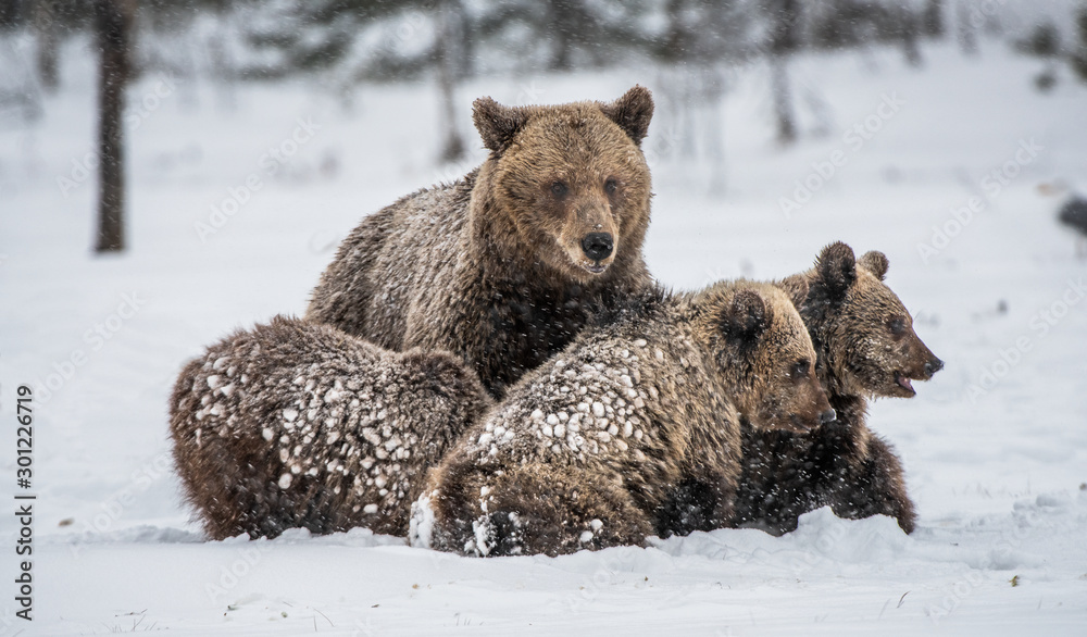 Bear family in the snowfall. She-Bear and bear cubs on the snow. Brown bears in the winter forest. Natural habitat. Scientific name: Ursus Arctos Arctos. Bear family in the snowfall. She-Bear and bear cubs on the snow. Brown bears in the winter forest. Natural habitat. Scientific name: Ursus Arctos Arctos.