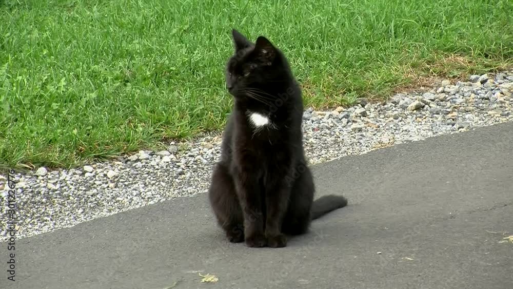 Name Katze Schwarz
