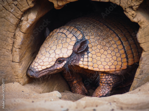 Portrait of a hairy armadillo coming out of his cave photo