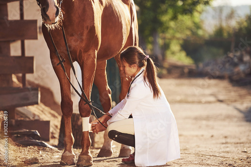 Using bandage to heal the leg. Female vet examining horse outdoors at the farm at daytime