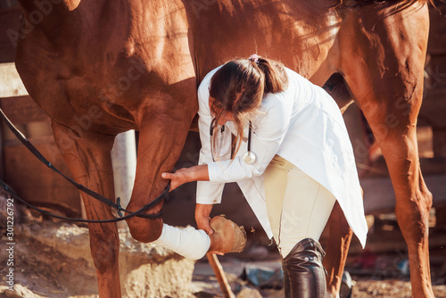 Using bandage to heal the leg. Female vet examining horse outdoors at the farm at daytime