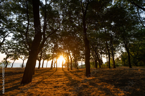 Landscape with sunrise in the park, sea and trees background