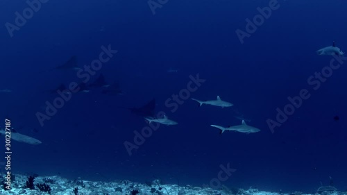 A group of Gray Reef Sharks, Carcharhinus amblyrhynchos, and Spotted Eagle Ray, Aetobatus narinari, swim in the clear, blue waters, various bhind the sharks, Maldives photo