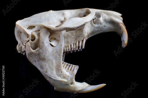Muskrat (Ondatra zibethicus) skull isolated on black background © Сергей Зыков