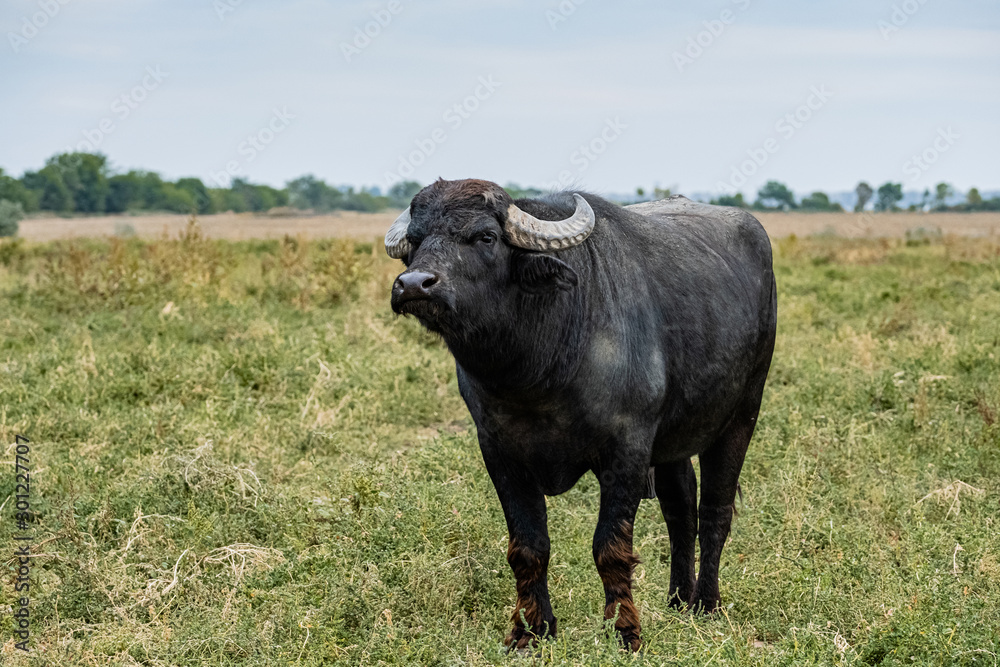  black water buffalo in the fields