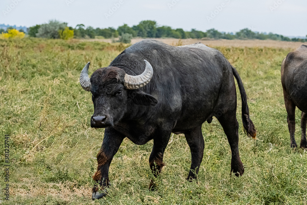 black water buffalo in the fields black water buffalo in the fields