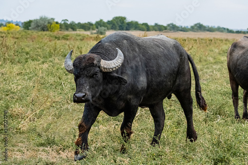  black water buffalo in the fields © serejkakovalev