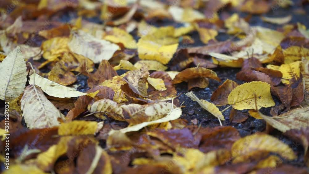 Leaves lying on the wet ground in autumn Leaves lying on the wet ground in autumn