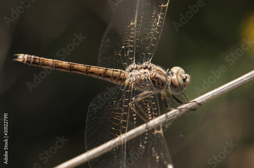 Brachythemis impartita banded groundling female perched and resting on a reed stalking her next prey photo