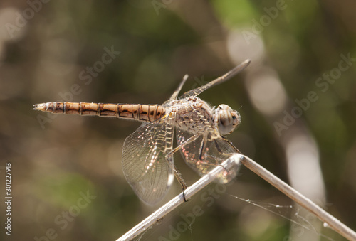 Φωτογραφία Brachythemis impartita banded groundling female perched and resting on a reed st