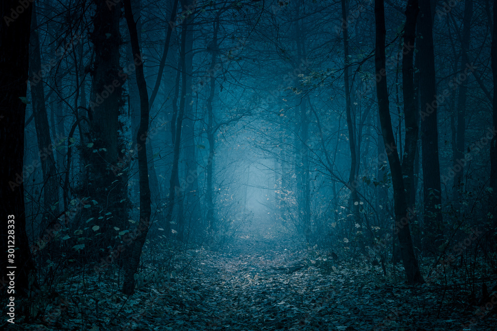 Obraz premium Tajemnicza leśna ścieżka w niebieskiej tonacji. Ścieżka w ciemnym, mglistym, jesiennym, zimnym lesie wśród wysokich drzew.