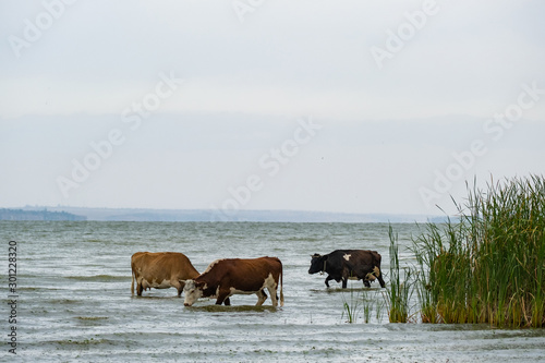landscape of a nasty day with cows graze in the river © serejkakovalev