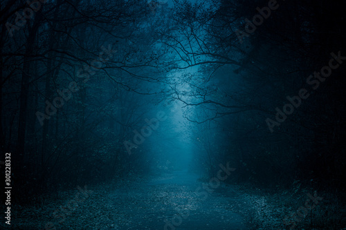 Fototapeta Naklejka Na Ścianę i Meble -  Blue toned mysterious road through forest among high trees. Footpath in the dark, foggy, autumnal, misty forest.