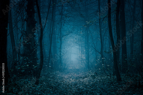 Foto Mysterious, blue-toned forest pathway