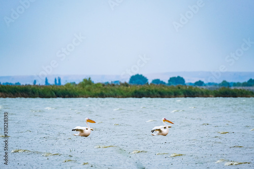 Landscape with big lake and pelicans in Ukraine 