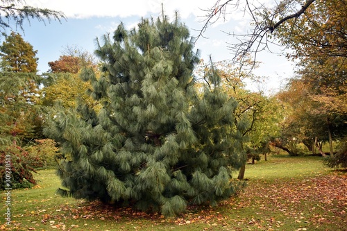 Pinus Wallichiana, coniferous evergreen tree in the park. Other names include blue pine, Himalayan pine and Himalayan white pine. Family:	Pinaceae. photo