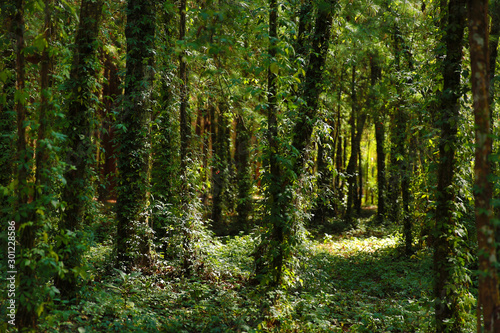 green leaves on forest scene