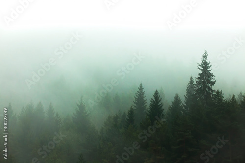 fog and mist in the forest. tree view in nature