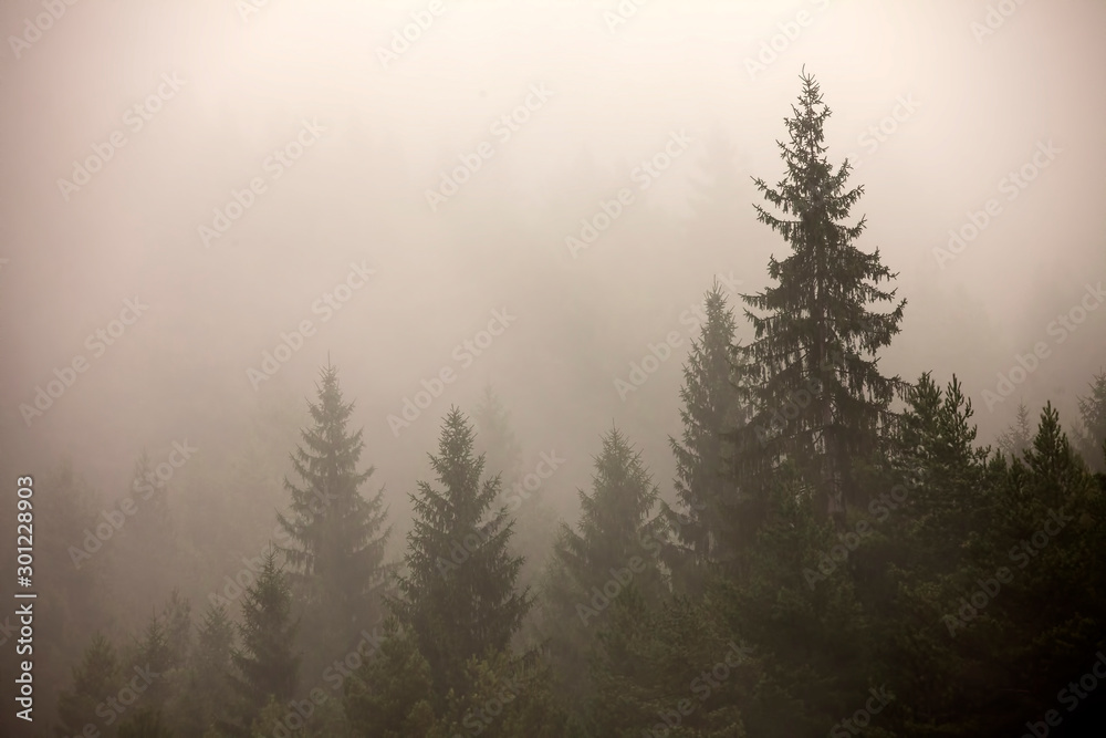 fog and mist in the forest. tree view in nature