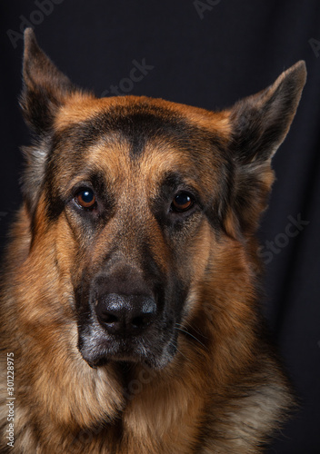 german shepherd dog