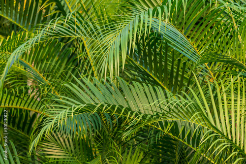 Green palm tree leaves background