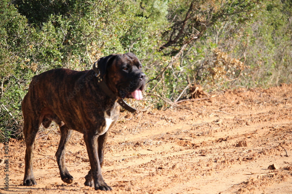 chien cane corso dans les vignes en automne chien cane corso dans les vignes en automne