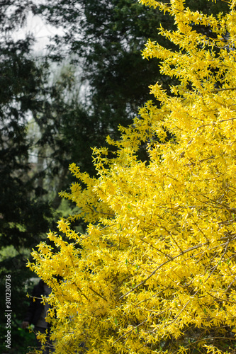 Yellow Forsythia giraldiana