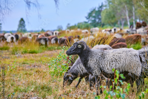 Schafherde in der Lüneburger Heide (Deutschland) der berühmten 