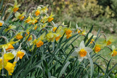 Daffodil flowers bloomed in early spring