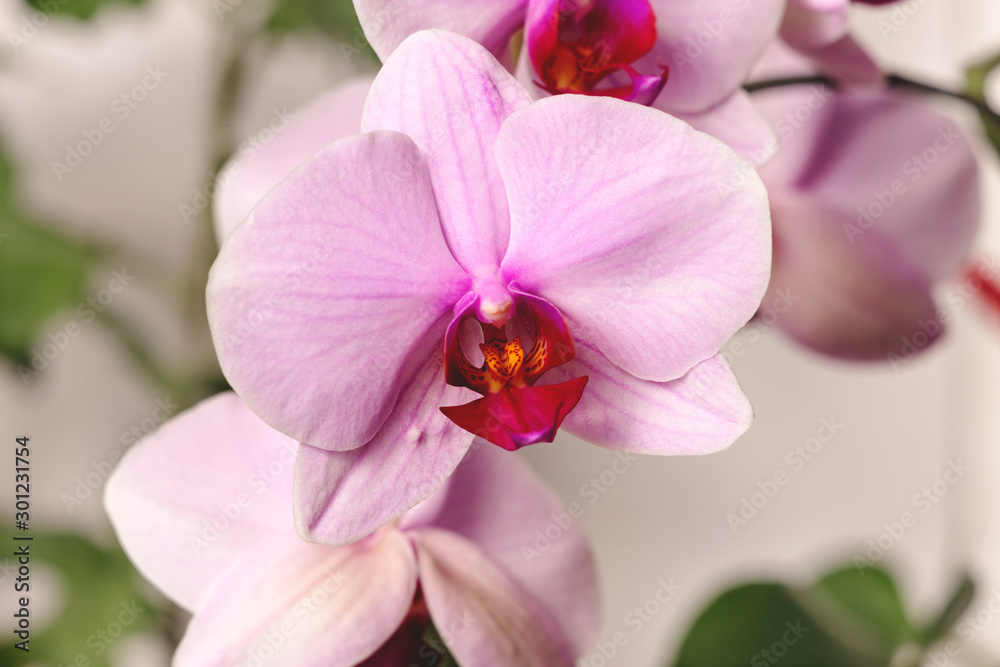 Close-up of a pink orchid flower. Orchid bud in high resolution. Close-up of a pink orchid flower. Orchid bud in high resolution.