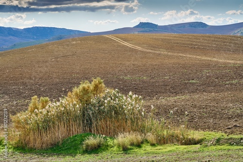 luce e colori dei campi arati di Sicilia photo