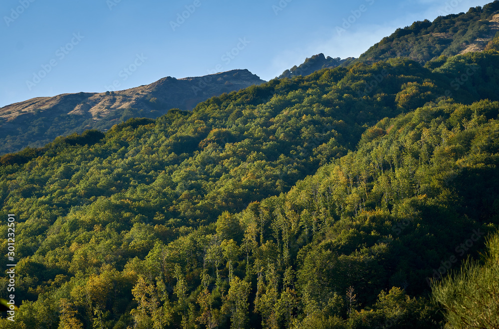 foreste sul vulcano Etna. arriva l'autunno foreste sul vulcano Etna. arriva l'autunno