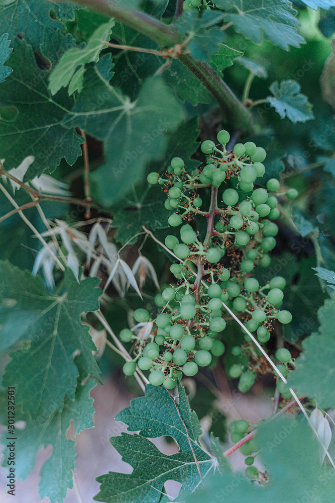 green grapes on the vine green grapes on the vine