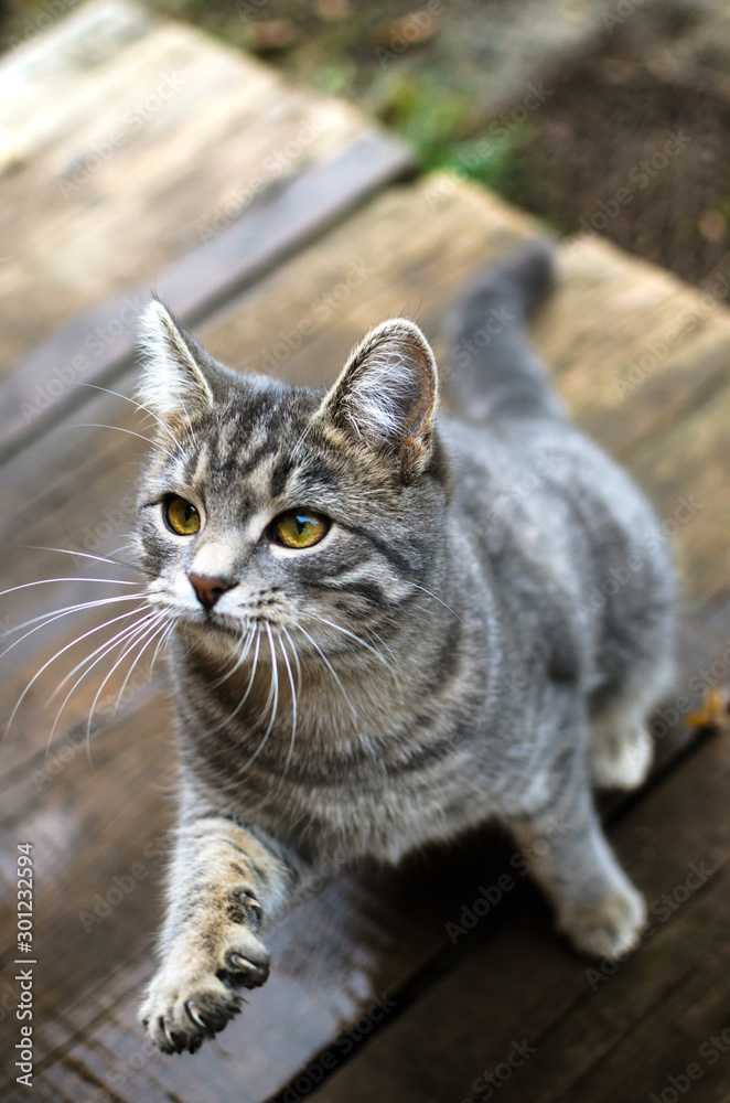 Gray tabby kitten stands on a wooden wet pallet in the backyard and plays with a stick Gray tabby kitten stands on a wooden wet pallet in the backyard and plays with a stick