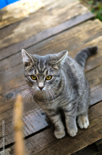 Gray tabby kitten stands on a wooden wet pallet in the backyard and plays with a stick