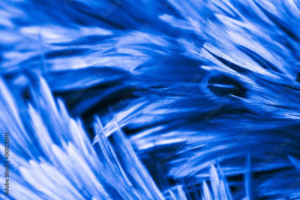 Fototapeta premium Beautiful abstract colorful pink and white feathers on dark background and soft white blue feather texture on white pattern