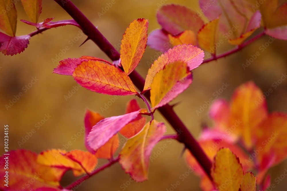 bunte Blätter im Herbst in orange und gelb und rot bunte Blätter im Herbst in orange und gelb und rot