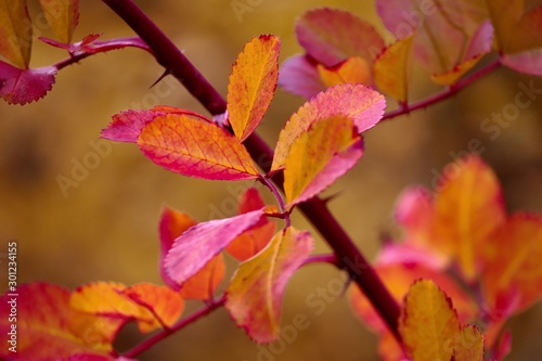 bunte Blätter im Herbst in orange und gelb und rot
