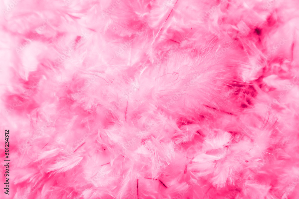 Beautiful abstract colorful pink and purple feathers on dark background and soft white red feather texture on white pattern