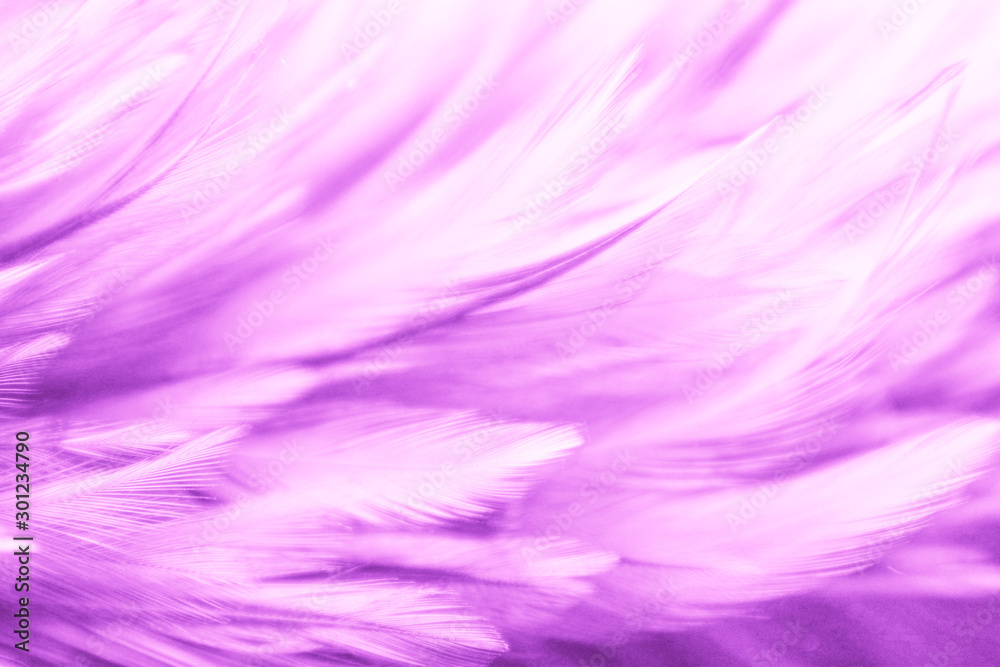 Beautiful abstract colorful pink and purple feathers on dark background and soft white red feather texture on white pattern Beautiful abstract colorful pink and purple feathers on dark background and soft white red feather texture on white pattern