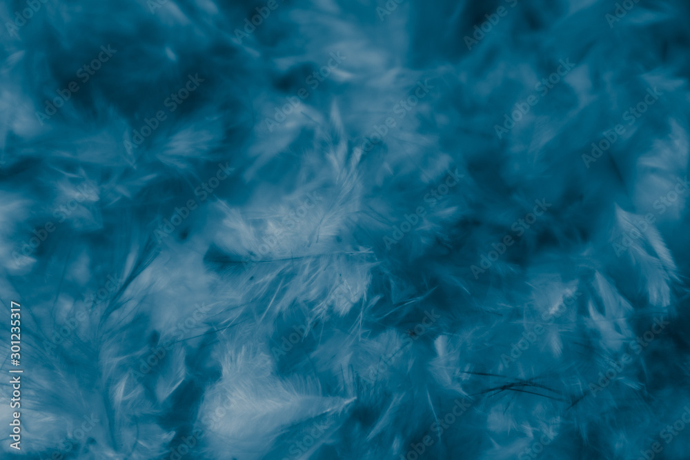 Beautiful abstract colorful pink and purple feathers on dark background and soft white blue feather texture on white pattern Beautiful abstract colorful pink and purple feathers on dark background and soft white blue feather texture on white pattern