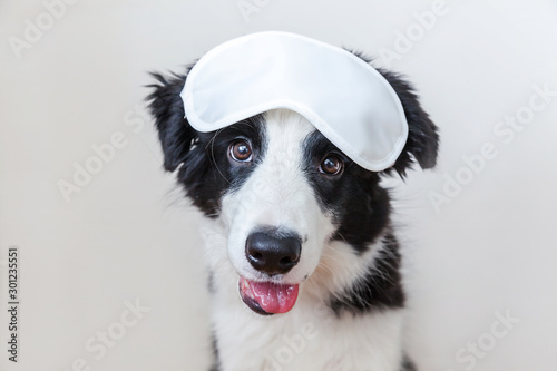 Do not disturb me  let me sleep. Funny cute smilling puppy dog border collie with sleeping eye mask isolated on white background. Rest  good night  siesta  insomnia  relaxation  tired  travel concept