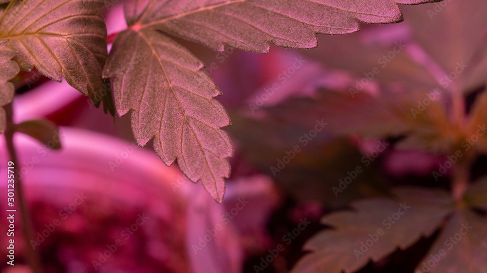 Cannabis Weed Marijuana Leaf Macro Close Up Sativa Plant Cannabis Weed Marijuana Leaf Macro Close Up Sativa Plant